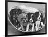 These Four Cavalier King Charles Spaniel Puppies Sit Quietly in the Basket-Thomas Fall-Framed Photographic Print