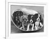 These Four Cavalier King Charles Spaniel Puppies Sit Quietly in the Basket-Thomas Fall-Framed Photographic Print