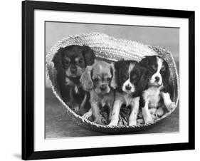 These Four Cavalier King Charles Spaniel Puppies Sit Quietly in the Basket-Thomas Fall-Framed Photographic Print