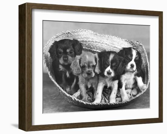 These Four Cavalier King Charles Spaniel Puppies Sit Quietly in the Basket-Thomas Fall-Framed Photographic Print