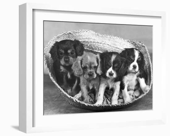 These Four Cavalier King Charles Spaniel Puppies Sit Quietly in the Basket-Thomas Fall-Framed Photographic Print