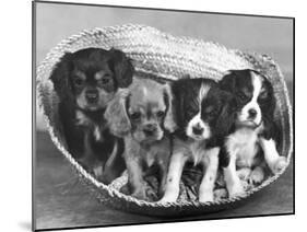 These Four Cavalier King Charles Spaniel Puppies Sit Quietly in the Basket-Thomas Fall-Mounted Photographic Print