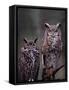 These Great Horned Owls, Washington, USA-Charles Sleicher-Framed Stretched Canvas