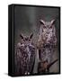 These Great Horned Owls, Washington, USA-Charles Sleicher-Framed Stretched Canvas