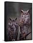 These Great Horned Owls, Washington, USA-Charles Sleicher-Framed Stretched Canvas