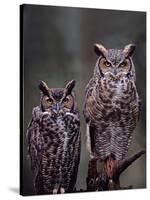 These Great Horned Owls, Washington, USA-Charles Sleicher-Stretched Canvas