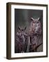 These Great Horned Owls, Washington, USA-Charles Sleicher-Framed Photographic Print