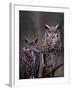 These Great Horned Owls, Washington, USA-Charles Sleicher-Framed Photographic Print