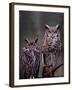 These Great Horned Owls, Washington, USA-Charles Sleicher-Framed Photographic Print