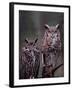 These Great Horned Owls, Washington, USA-Charles Sleicher-Framed Photographic Print