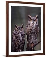 These Great Horned Owls, Washington, USA-Charles Sleicher-Framed Photographic Print