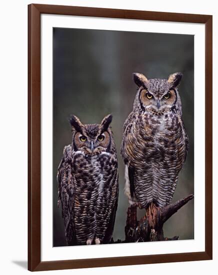 These Great Horned Owls, Washington, USA-Charles Sleicher-Framed Photographic Print