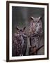 These Great Horned Owls, Washington, USA-Charles Sleicher-Framed Photographic Print