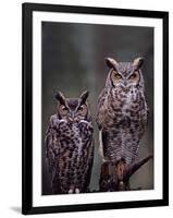 These Great Horned Owls, Washington, USA-Charles Sleicher-Framed Photographic Print