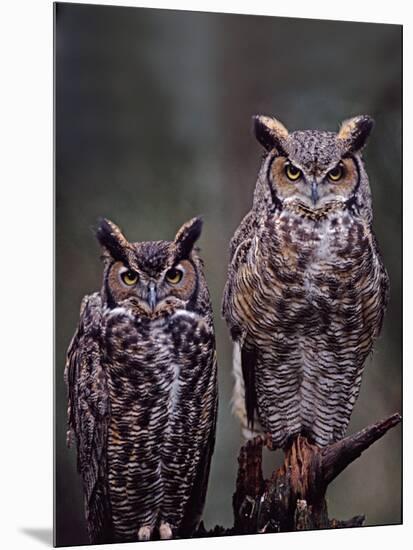 These Great Horned Owls, Washington, USA-Charles Sleicher-Mounted Photographic Print