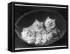 These Three Adorable Chinchilla Kittens Sit Together in an Up- Turned Basket-null-Framed Stretched Canvas