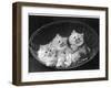 These Three Adorable Chinchilla Kittens Sit Together in an Up- Turned Basket-null-Framed Photographic Print