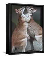 These Two Kangaroos Frolic in the Cold at Munich's Zoological Garden Hellabrunn-null-Framed Stretched Canvas