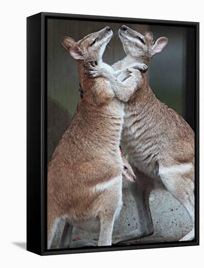 These Two Kangaroos Frolic in the Cold at Munich's Zoological Garden Hellabrunn-null-Framed Stretched Canvas