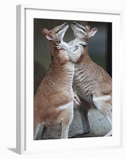 These Two Kangaroos Frolic in the Cold at Munich's Zoological Garden Hellabrunn-null-Framed Premium Photographic Print