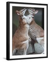 These Two Kangaroos Frolic in the Cold at Munich's Zoological Garden Hellabrunn-null-Framed Premium Photographic Print