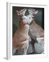 These Two Kangaroos Frolic in the Cold at Munich's Zoological Garden Hellabrunn-null-Framed Premium Photographic Print