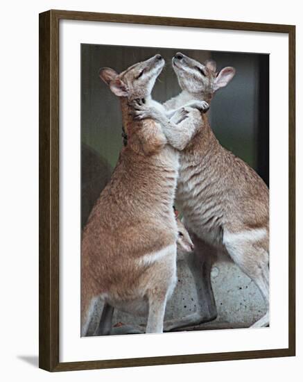 These Two Kangaroos Frolic in the Cold at Munich's Zoological Garden Hellabrunn-null-Framed Premium Photographic Print