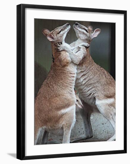 These Two Kangaroos Frolic in the Cold at Munich's Zoological Garden Hellabrunn-null-Framed Premium Photographic Print