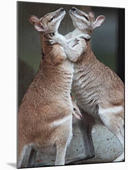 These Two Kangaroos Frolic in the Cold at Munich's Zoological Garden Hellabrunn-null-Mounted Premium Photographic Print