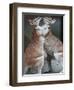 These Two Kangaroos Frolic in the Cold at Munich's Zoological Garden Hellabrunn-null-Framed Premium Photographic Print