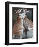 These Two Kangaroos Frolic in the Cold at Munich's Zoological Garden Hellabrunn-null-Framed Premium Photographic Print