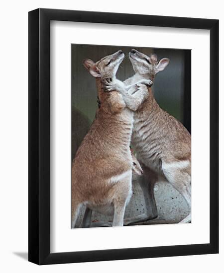 These Two Kangaroos Frolic in the Cold at Munich's Zoological Garden Hellabrunn-null-Framed Premium Photographic Print