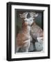 These Two Kangaroos Frolic in the Cold at Munich's Zoological Garden Hellabrunn-null-Framed Premium Photographic Print