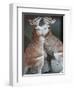 These Two Kangaroos Frolic in the Cold at Munich's Zoological Garden Hellabrunn-null-Framed Premium Photographic Print