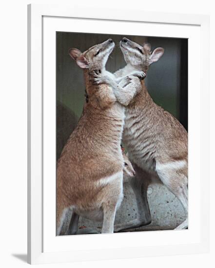 These Two Kangaroos Frolic in the Cold at Munich's Zoological Garden Hellabrunn-null-Framed Photographic Print