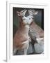 These Two Kangaroos Frolic in the Cold at Munich's Zoological Garden Hellabrunn-null-Framed Photographic Print