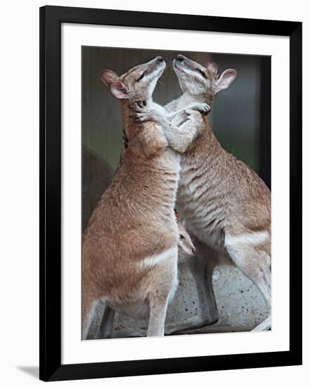 These Two Kangaroos Frolic in the Cold at Munich's Zoological Garden Hellabrunn-null-Framed Photographic Print