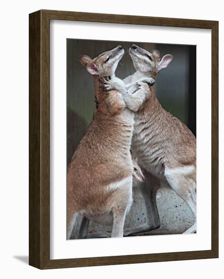 These Two Kangaroos Frolic in the Cold at Munich's Zoological Garden Hellabrunn-null-Framed Photographic Print