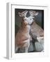 These Two Kangaroos Frolic in the Cold at Munich's Zoological Garden Hellabrunn-null-Framed Photographic Print