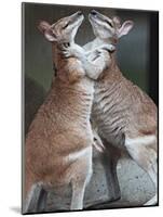 These Two Kangaroos Frolic in the Cold at Munich's Zoological Garden Hellabrunn-null-Mounted Photographic Print