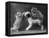 These Two Kittens Have Fun with a Toy Dog-Thomas Fall-Framed Stretched Canvas