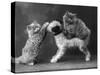 These Two Kittens Have Fun with a Toy Dog-Thomas Fall-Stretched Canvas