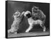 These Two Kittens Have Fun with a Toy Dog-Thomas Fall-Framed Stretched Canvas