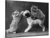 These Two Kittens Have Fun with a Toy Dog-Thomas Fall-Stretched Canvas