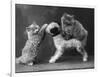 These Two Kittens Have Fun with a Toy Dog-Thomas Fall-Framed Photographic Print