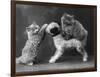 These Two Kittens Have Fun with a Toy Dog-Thomas Fall-Framed Photographic Print