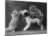 These Two Kittens Have Fun with a Toy Dog-Thomas Fall-Mounted Photographic Print