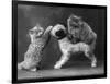 These Two Kittens Have Fun with a Toy Dog-Thomas Fall-Framed Photographic Print