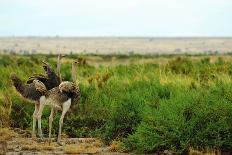 Kenya, Laikipia, Il Ngwesi, Family of Elephant in Single File-Thibault Van Stratum/Art in All of Us-Photographic Print