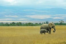Kenya, Laikipia, Il Ngwesi, Family of Elephant in Single File-Thibault Van Stratum/Art in All of Us-Photographic Print